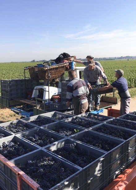 Harvest of Richebourg