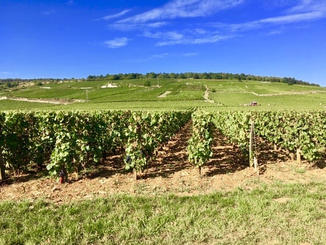 Romanée-Conti parcel