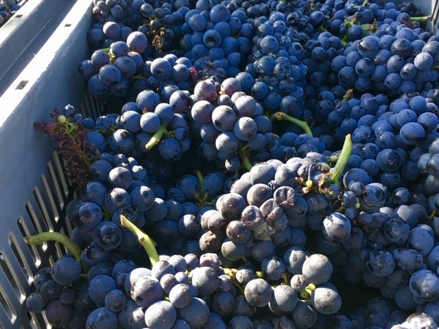 Grapes of Richebourg